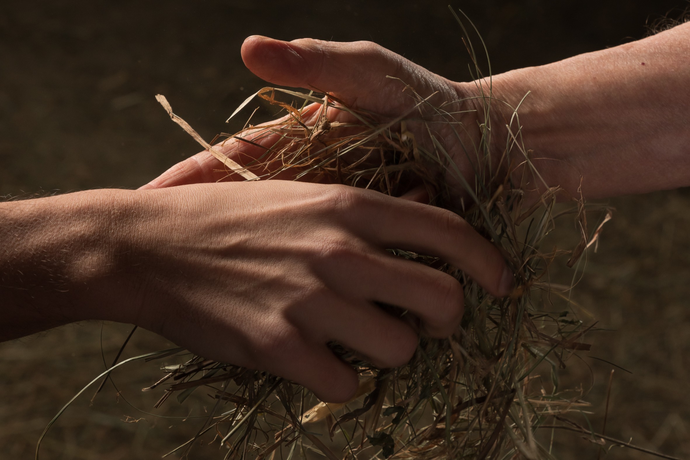 Zwei Hände – eine jüngere und eine ältere – berühren sich in einer Geste, die an das Die-Hand-Geben erinnert. Zwischen den Händen ist Stroh.